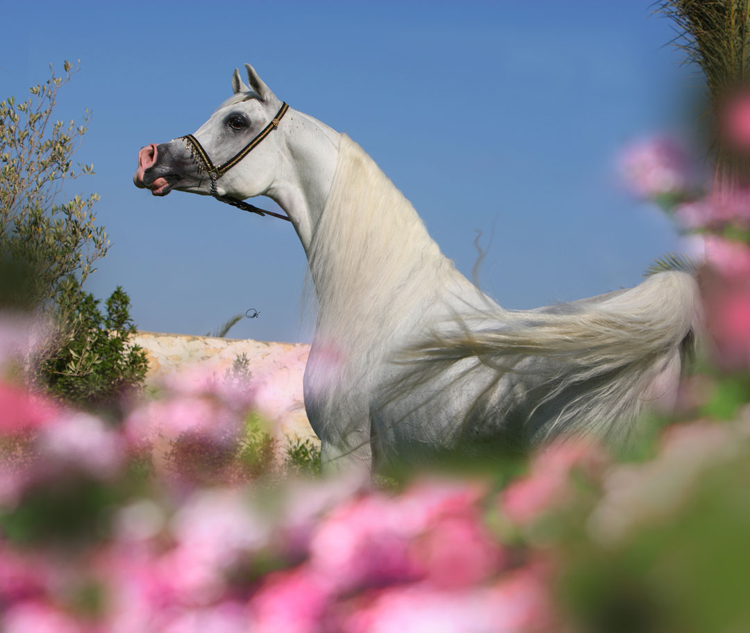 إمبريال باريز