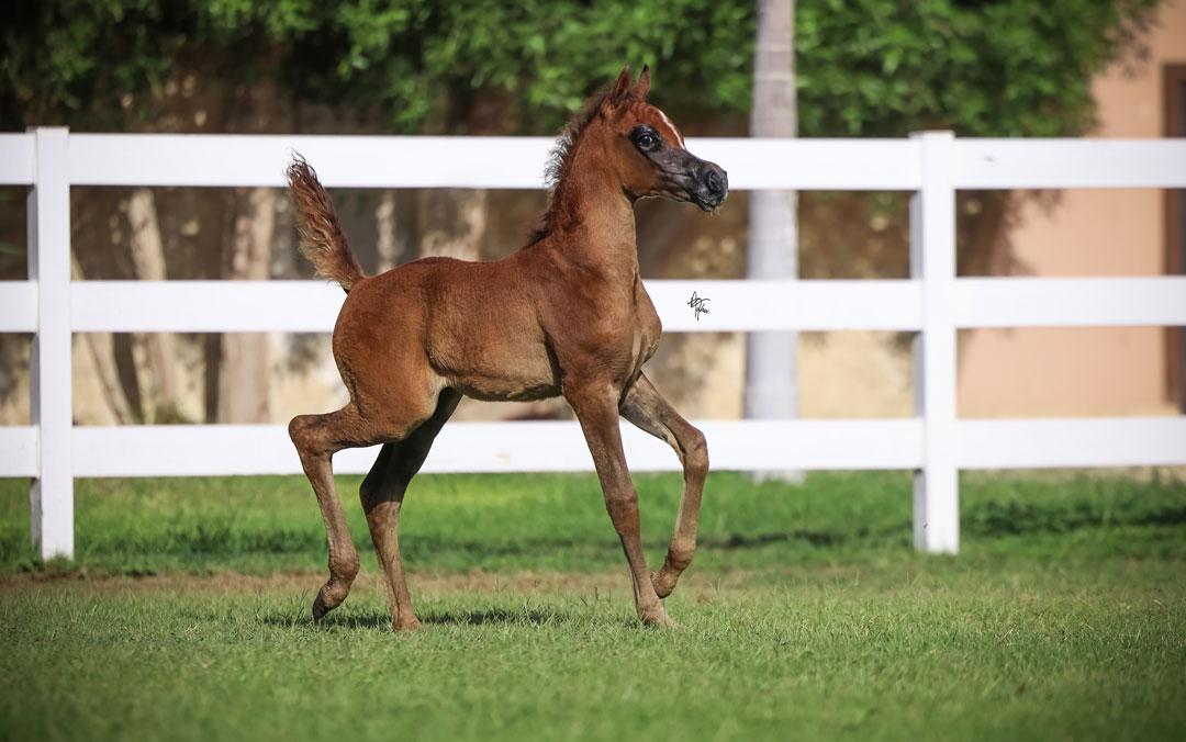 Filly by Bebars
