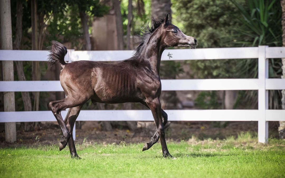 Ibn Baarilla x Bebars